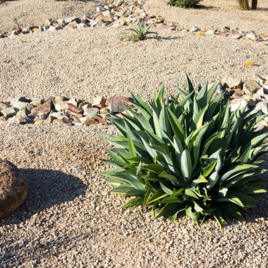 Drought Tolerant Plants in Colorado