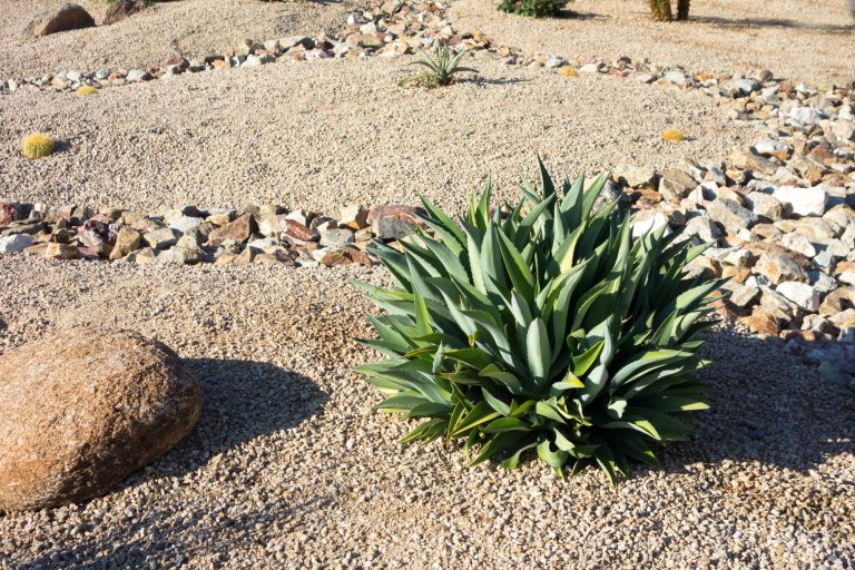 Drought Tolerant Plants in Colorado