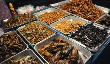 Types of Insects That People Eat