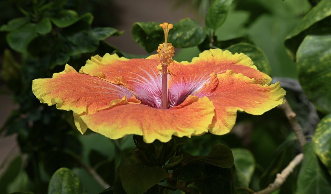 Different Types of Hibiscus