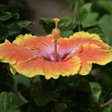 Different Types of Hibiscus