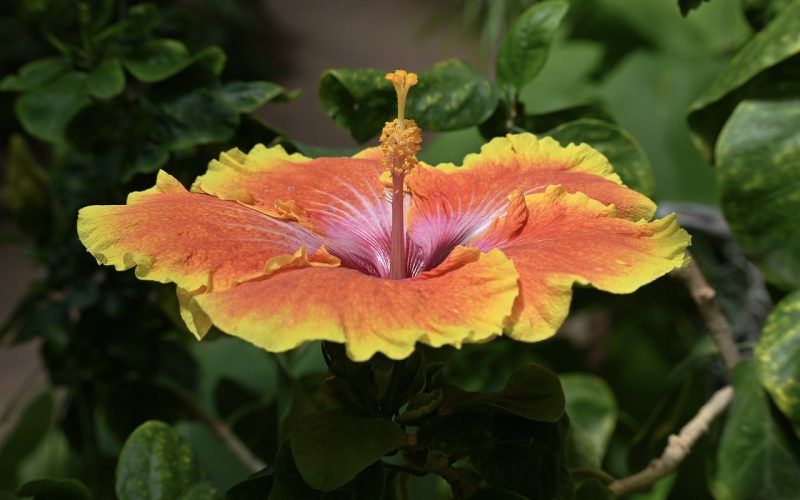 Different Types of Hibiscus