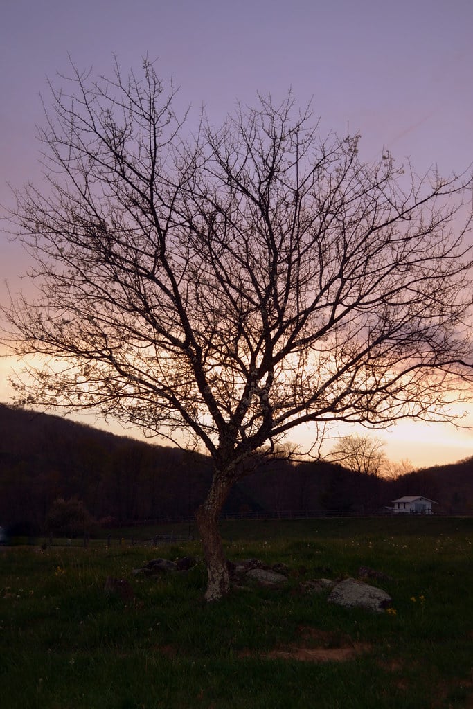 Hawthorn Tree