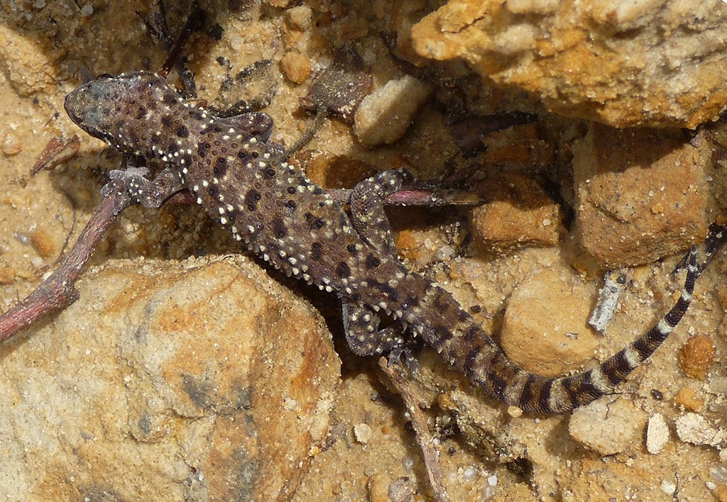 Mediterranean House Gecko