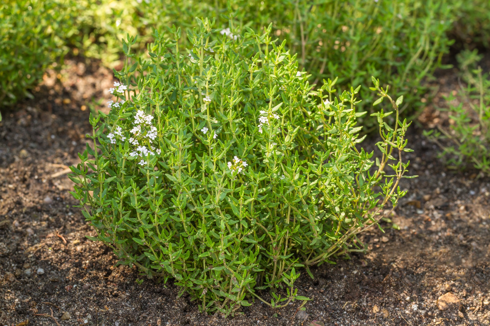 Common Thyme