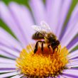 Plants That Repel Bees