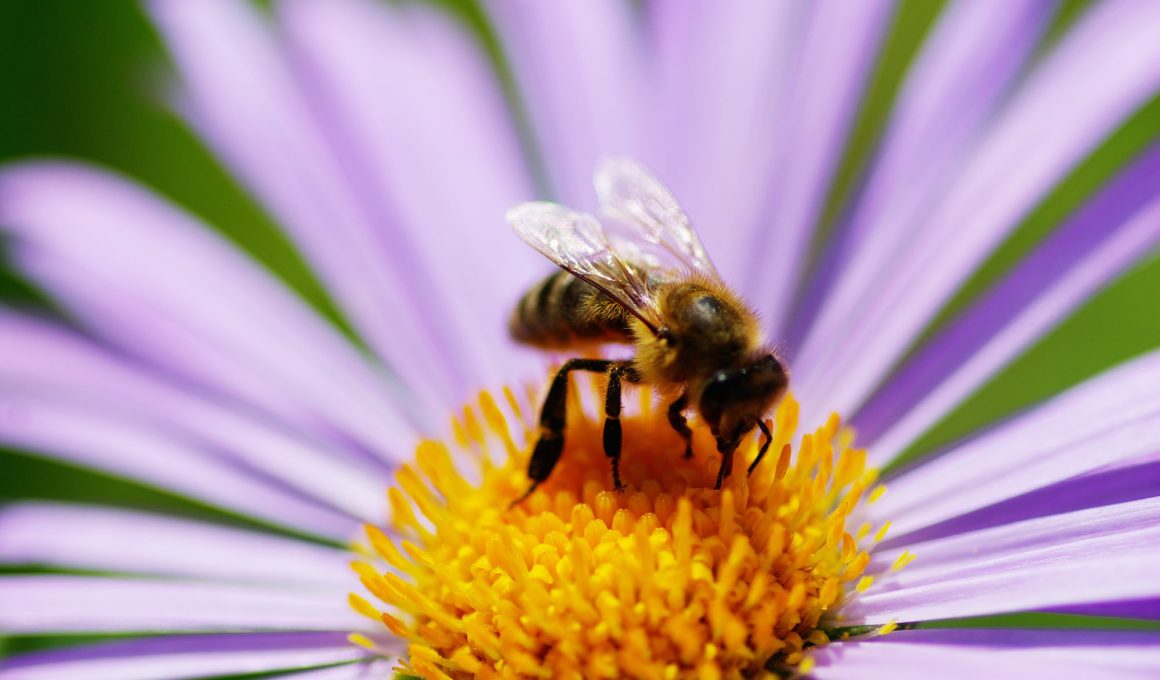 Plants That Repel Bees