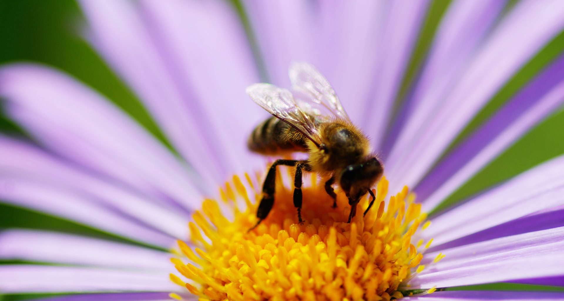 Plants That Repel Bees