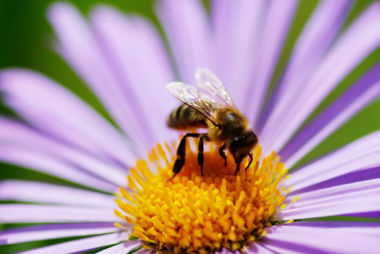 Plants That Repel Bees