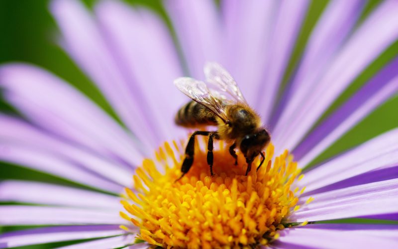 Plants That Repel Bees