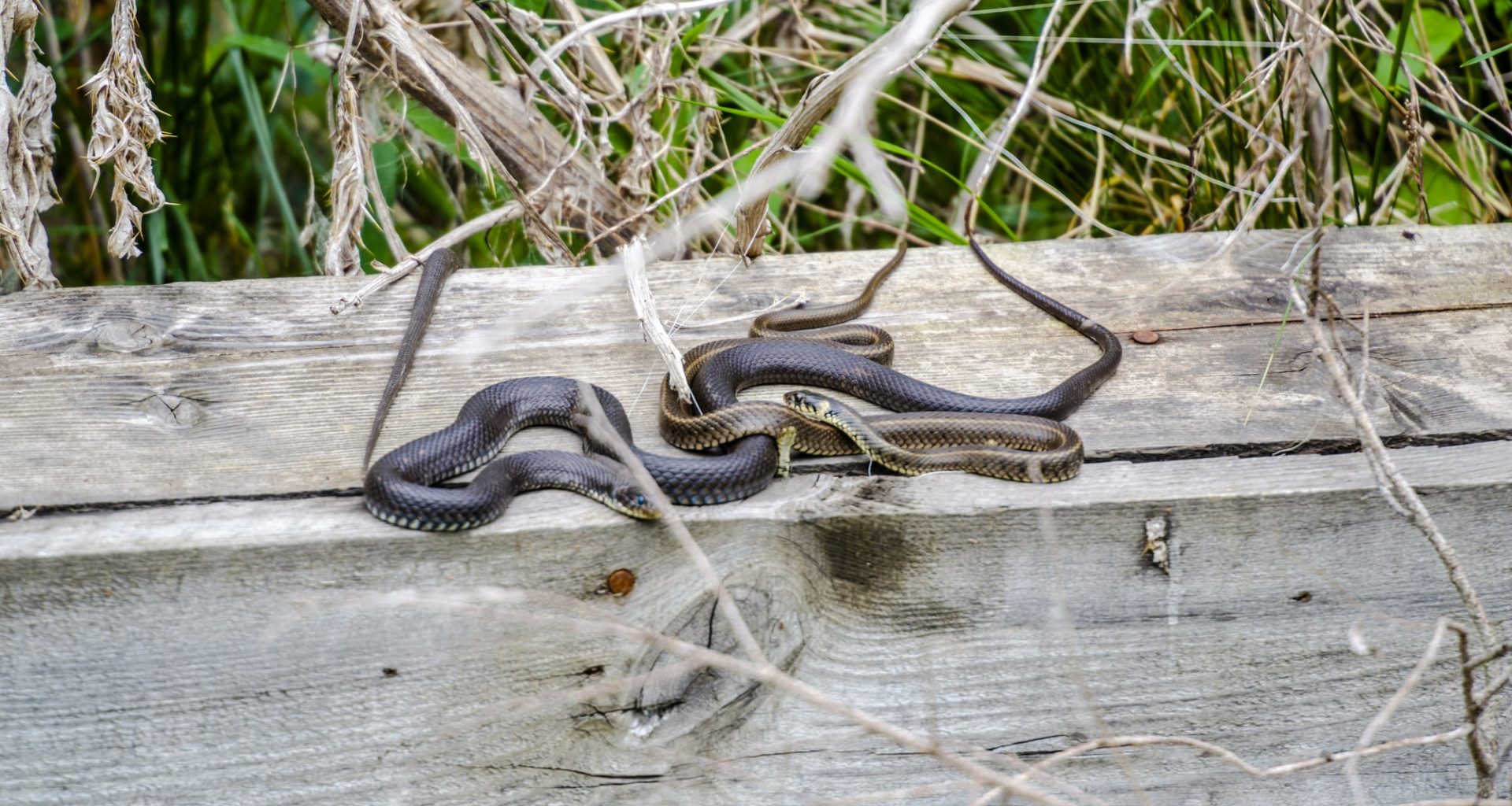 Plants That Repel Snakes