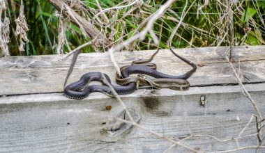 Plants That Repel Snakes