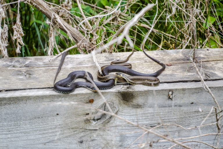 Plants That Repel Snakes