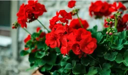 Plants That Repel Wasps