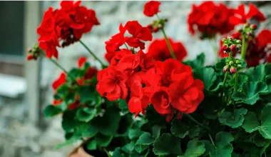 Plants That Repel Wasps
