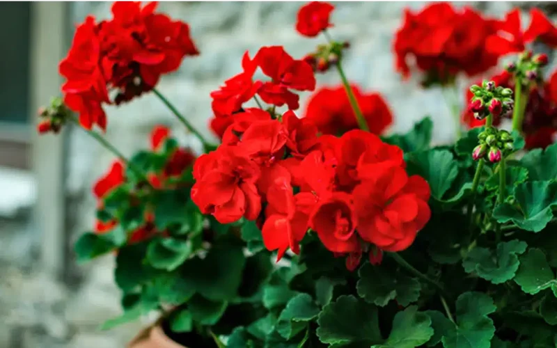 Plants That Repel Wasps