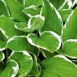 Are Hostas Edible