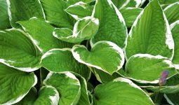 Are Hostas Edible