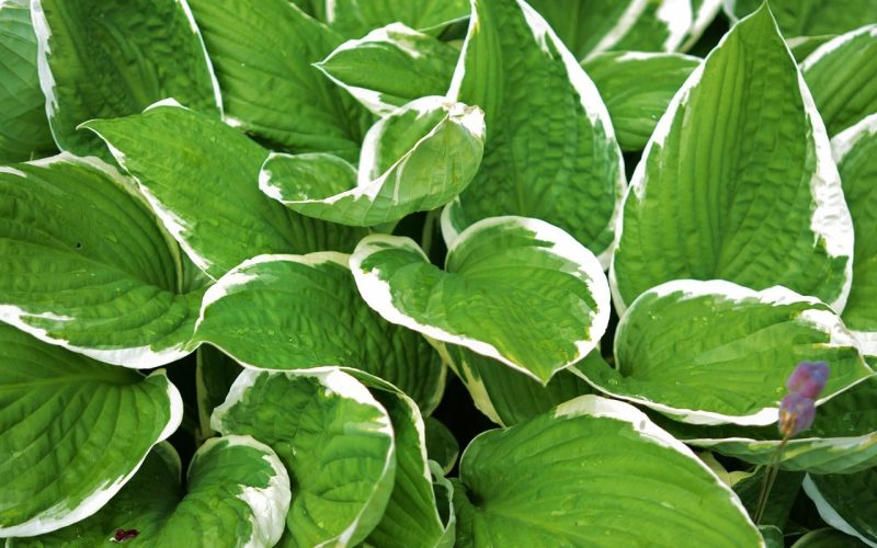 Are Hostas Edible