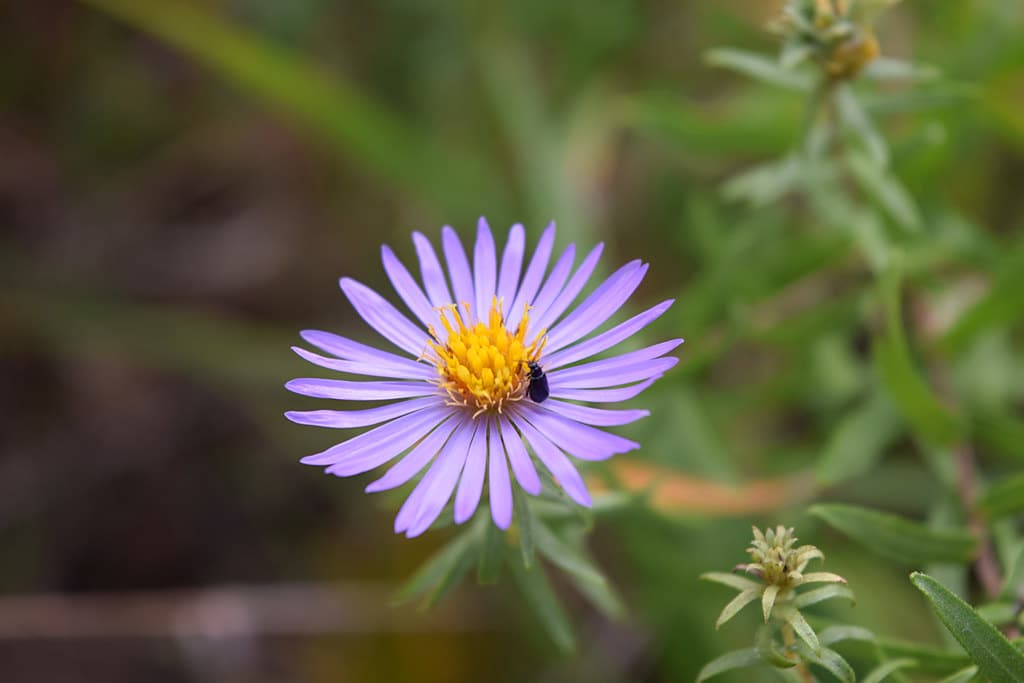 Aromatic Aster