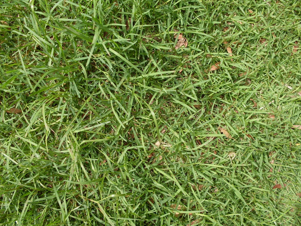 Buffalo Grass