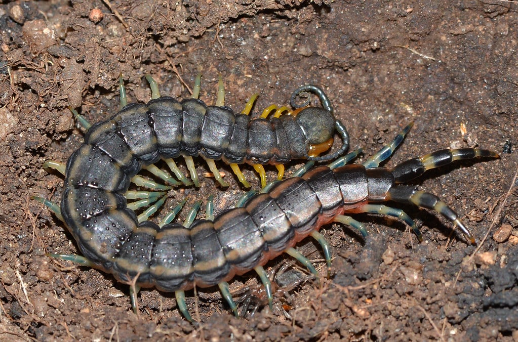 Centipedes