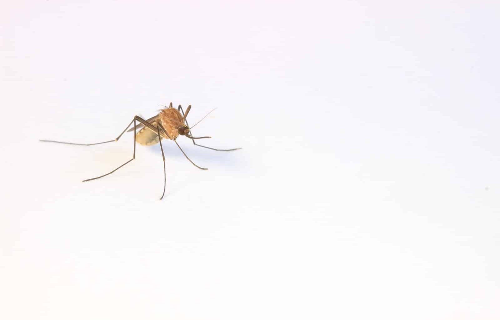 Different Types of Mosquitoes