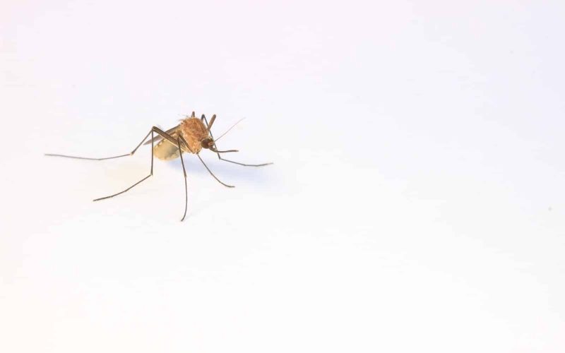 Different Types of Mosquitoes