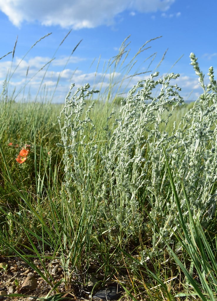 Fringed Sage