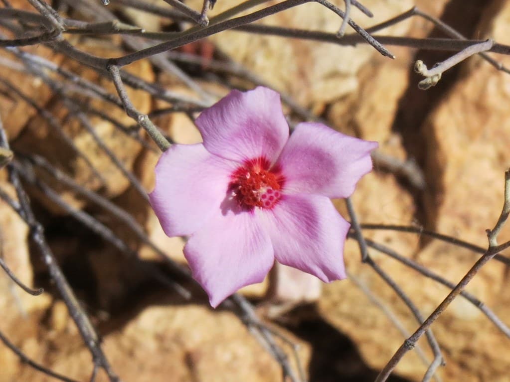 Rock Hibiscus