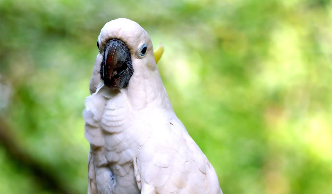 Types of Cockatoos