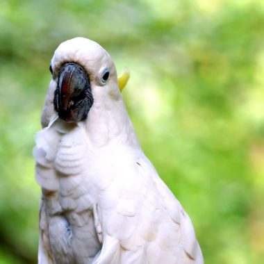 Types of Cockatoos