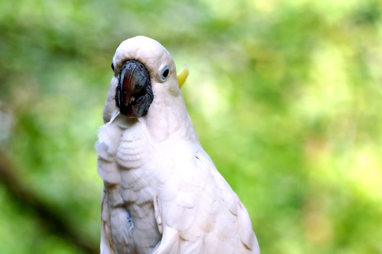 Types of Cockatoos