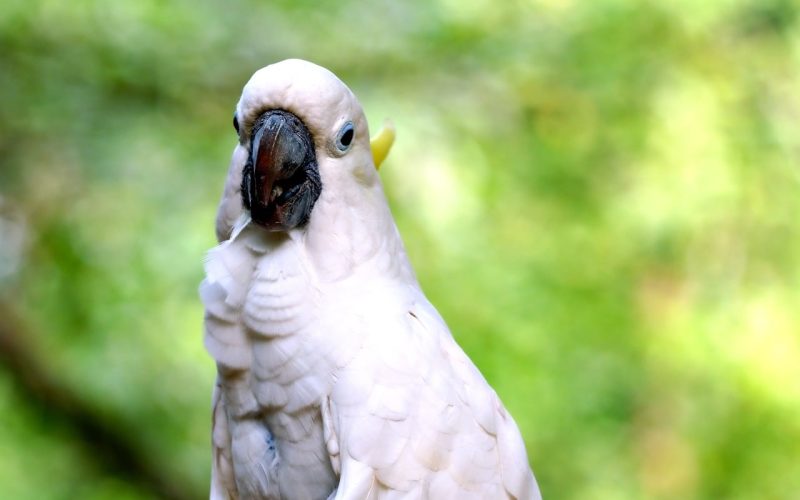 Types of Cockatoos