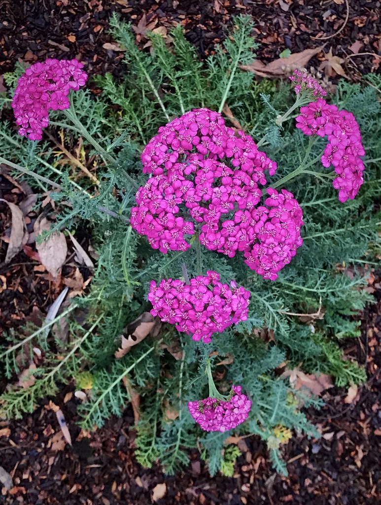 Yarrow