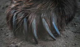 Animals with Claws