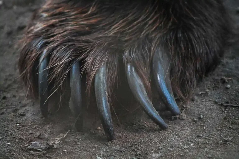 Animals with Claws