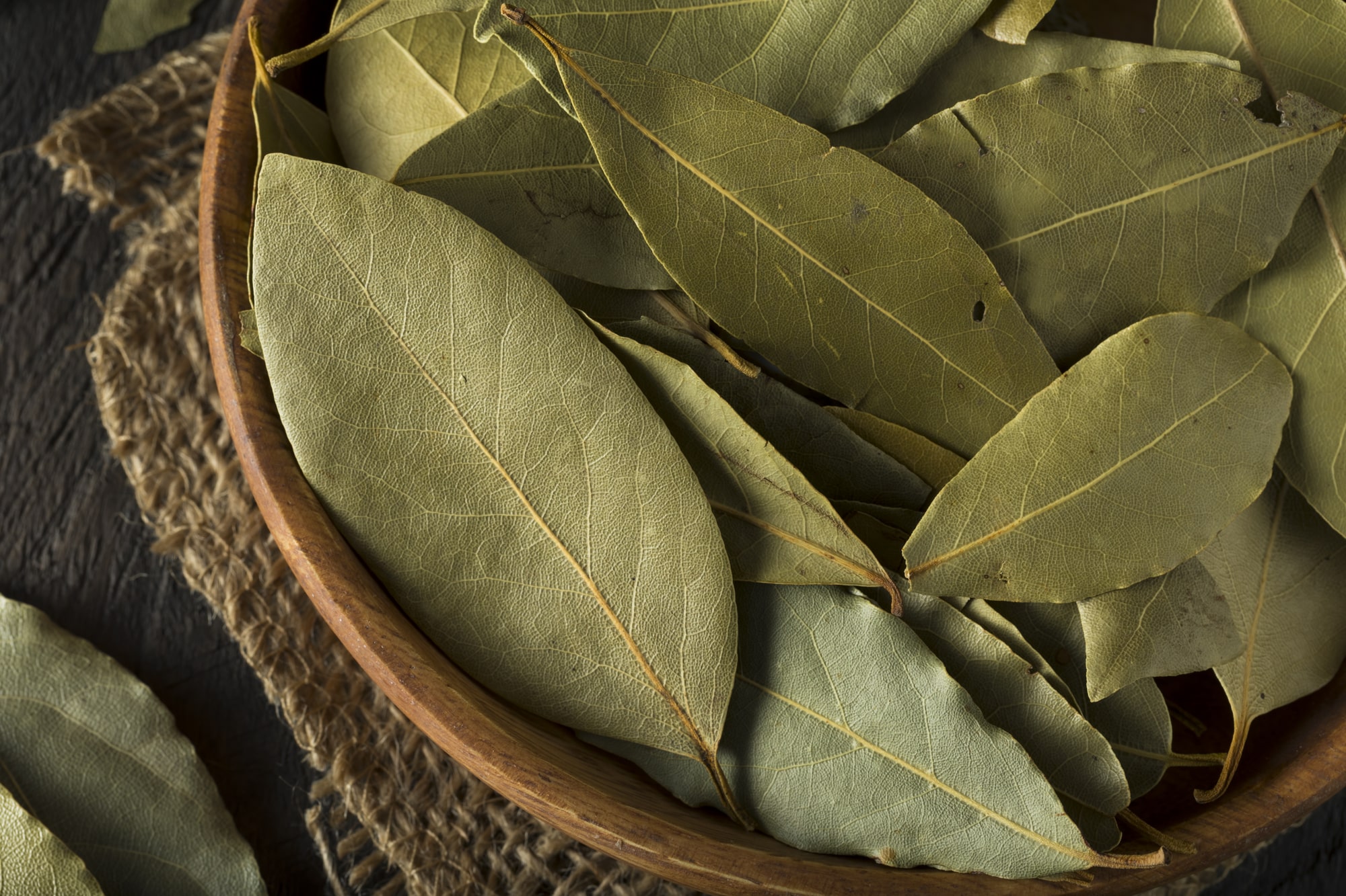 Bay Leaf Plant