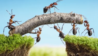 Plants That Repel Ants