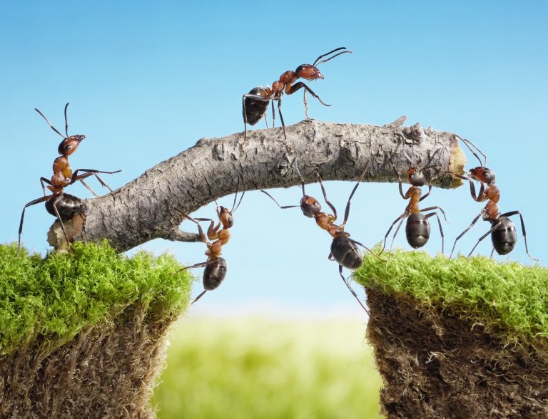 Plants That Repel Ants