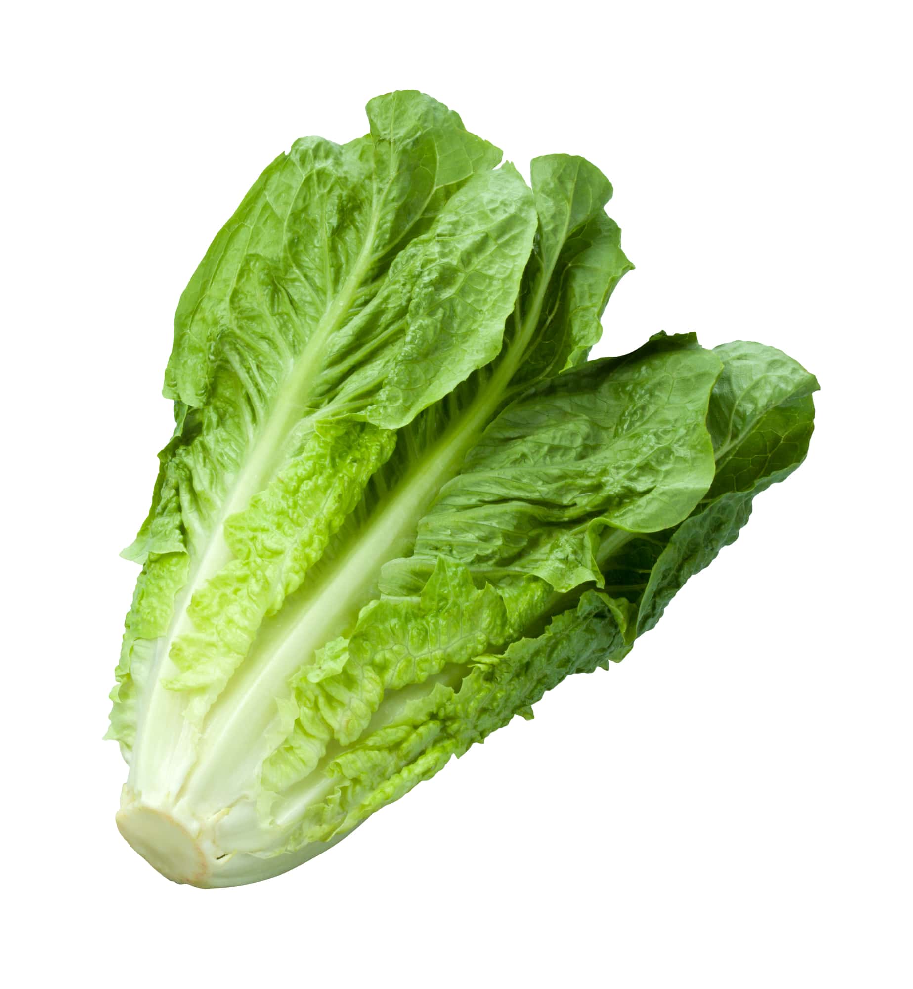 Romaine Lettuce - different types of lettuce