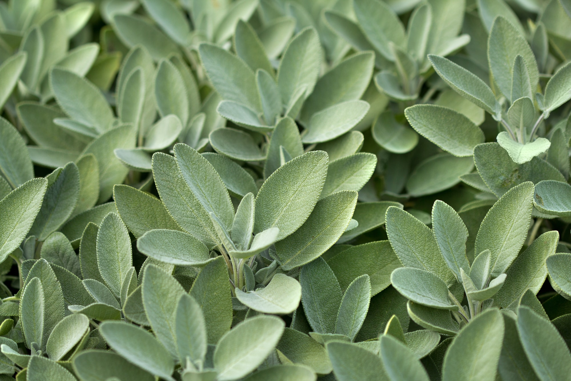 Sage - Plants That Repel Rats