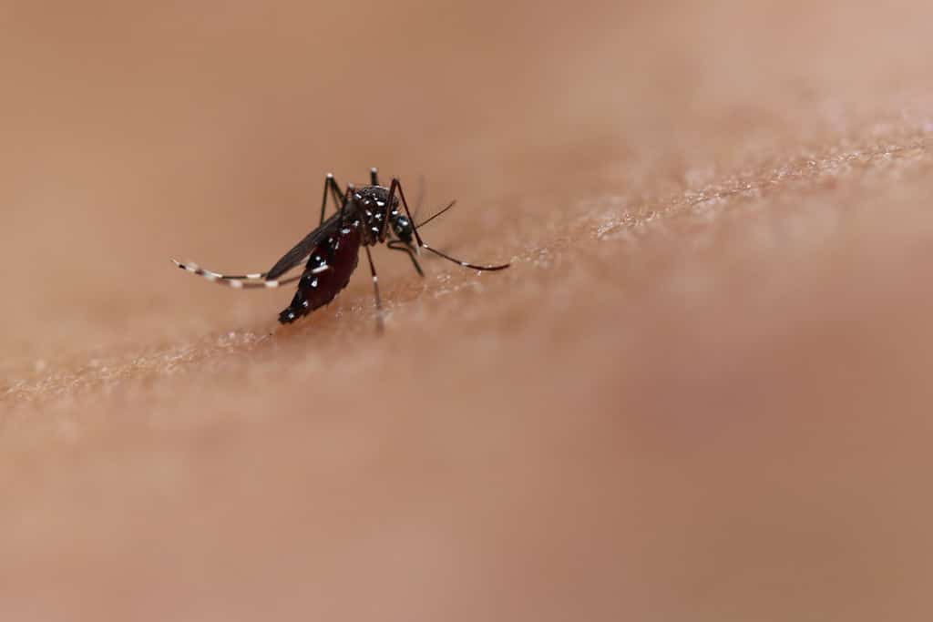 Aedes