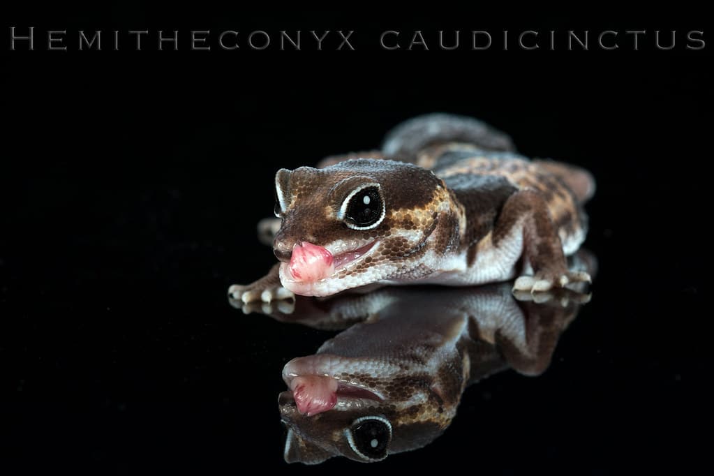 African Fat-tailed Gecko