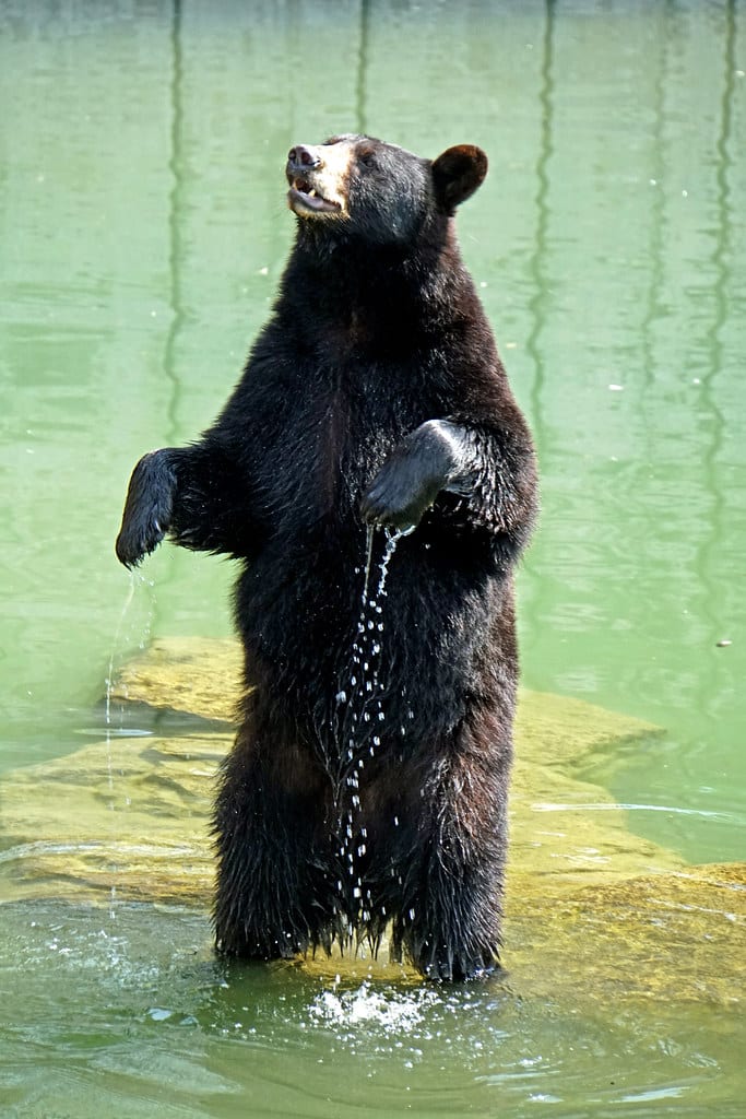 American Black Bear