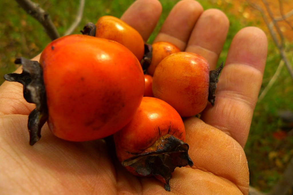 American Persimmons