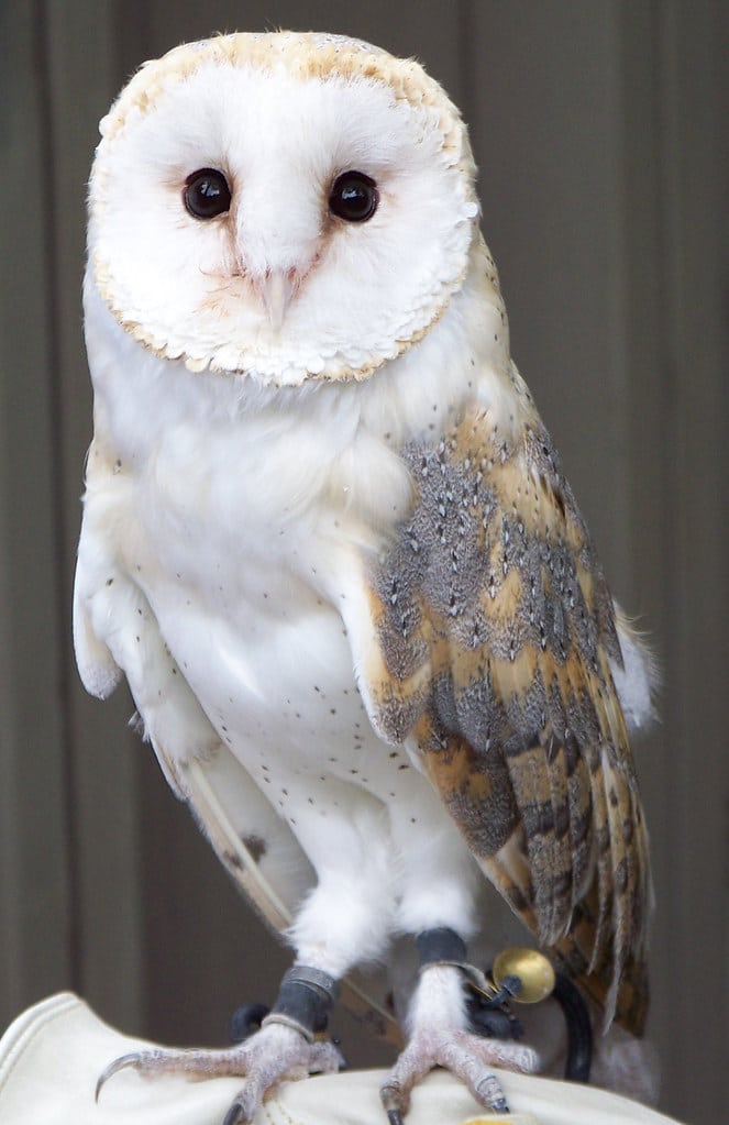 Barn Owl