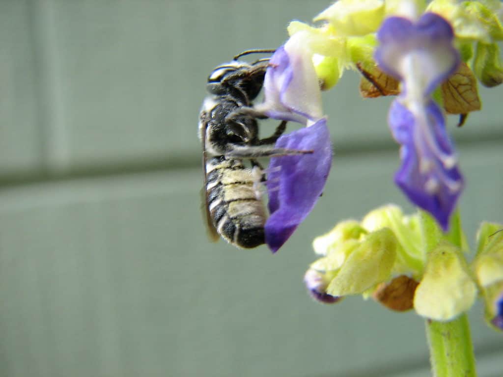 Carpenter Bee