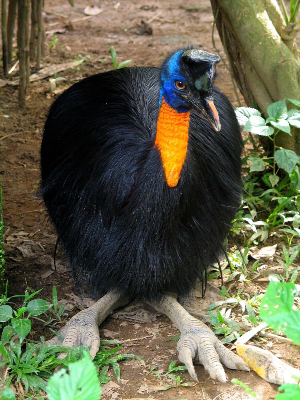 Cassowary