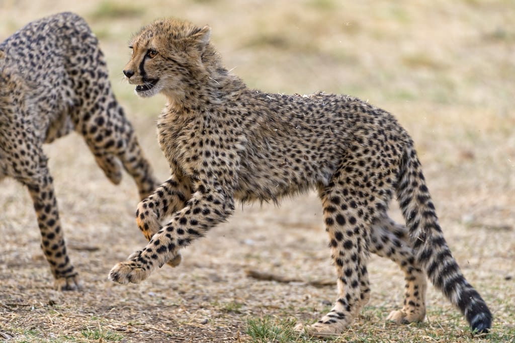 Cheetah